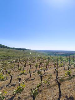 L'Annexe Rose & Romy, maison au coeur des vignes et en bord de Marne - 7
