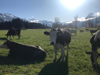 Haus Auner Top 4 - 7