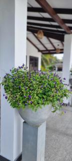 Blue Sky Villa Galle - 7