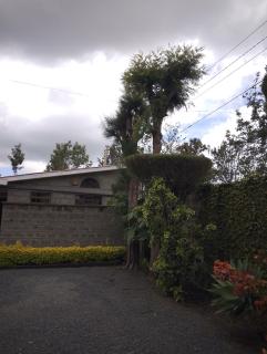 SQ Acacia - 9