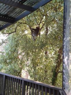 Adelaide Hills Retreat at Mt George - 2