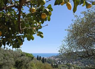A yurt among olive trees and the sea - 7