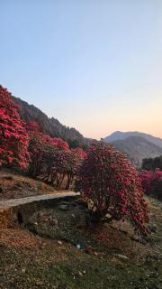 Sari Highlands chopta Offbeat campsite - 7