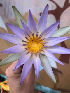 Bastet House & Haraka Baraka botanical Garden - 2