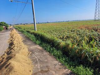 GOLDEN RICE hoel - 9