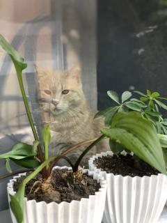 Secret Garden - 8