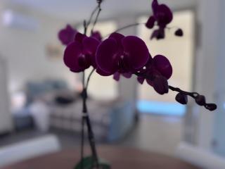 La mia terrazza sul mare - Mared'aMare - Bari - 4