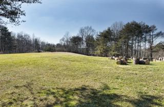 Bushwood Cabin - 7