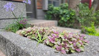 心印水橋別館 - 6