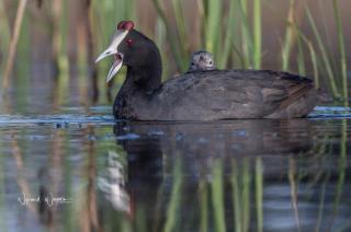 Heritage View Birding Retreat - 3