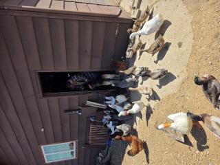 Rustic Shadows - Sioux Falls Escape, Firepit, Pet Friendly! - 8