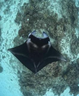 Skyinn omadhoo - 4
