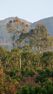 Ivy Coffee Farm - Green Cottage - 4