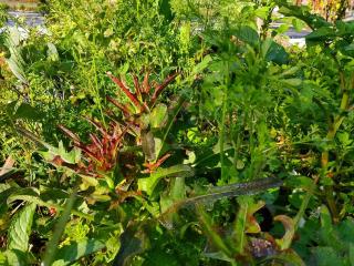 Idyllic country guest house with veg garden - 5