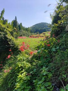 Idyllic country guest house with veg garden - 2
