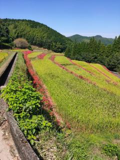 Idyllic country guest house with veg garden - 4