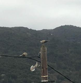 Cocon cosy en Cévennes - La Grange de Luna - 7