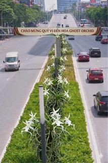 Hoa Ghost Orchid 501TDH204AI - 8
