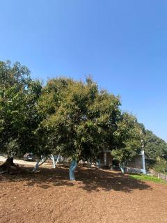 Aadvik Patil Farm - 9