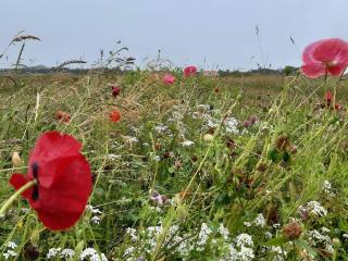 6 person holiday home in Skagen - 6