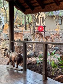 Kruger Private Lodge - 7