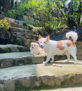 Maple Homestay - 9