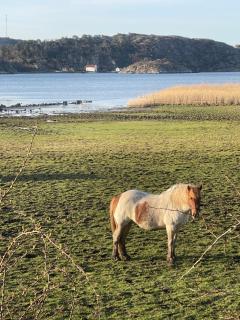 Havsnära lägenhet på gård - 7