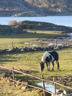 Havsnära lägenhet på gård - 2