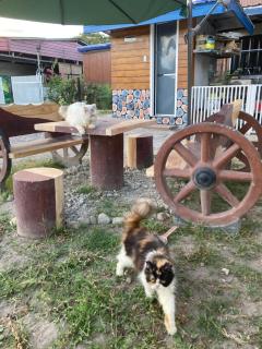 Pet Lover's Cabin - 0