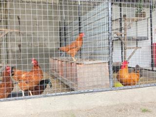 Pet Lover's Cabin - 1