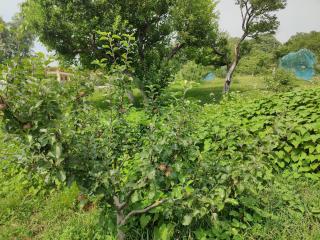 HKS Orchards Stay - 5