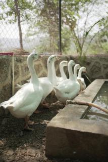 Krishna's den- a cottage retreat a Gaudham Periyar Farmstay - 1