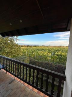 Panorama des Vignes -Alsace Expérience - 9