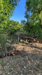 Guest House Lukic - 1