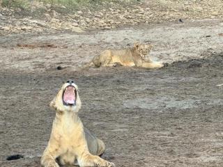Bush River Safaris, Lower Zambezi, B&B, Tiger Fishing, Canoeing - 5