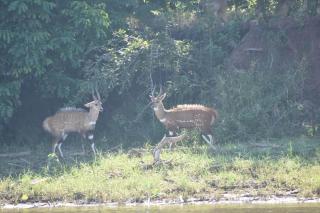 Bush River Safaris, Boat Cruise Fishing, Game Drives & Canoeing - 4