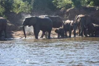Bush River Safaris, Boat Cruise Fishing, Game Drives & Canoeing - 1