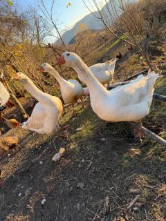 Ferma e Gomaricave Orenjë,Librazhd-Gomarica Farm Orenje,Librazhd - 9