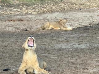Bush River Safaris, Boat Cruise Fishing, Game Drives & Canoeing 2 - 3
