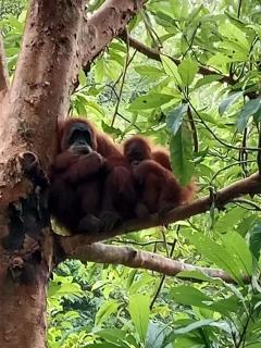 Jungle House And Treking Family - 8