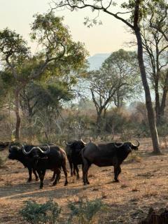 Zambezi River Safari Stay, Game Drives, Canoeing, Fishing - 2