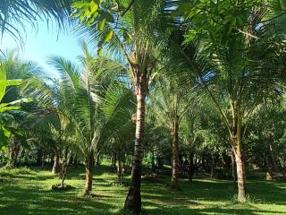 Coco Palms Homestay, Coron - 8