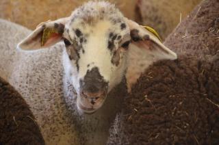 La ferme des Perdilles - 7