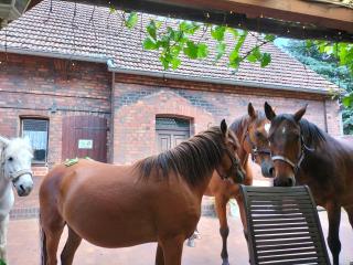 Ponyhof Kudowa - 7