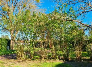 Parc- Camping de Coullons - 2