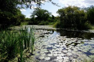 Protea Villa - 1