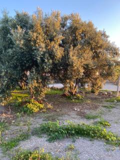 Cortijo ideal para familias - 5