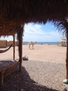 AL JASMINE Camp - 6
