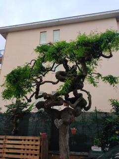 L'albero del druido - 9