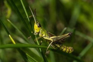Glamping-Steiermark - 2